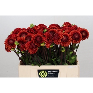 Dahlia BA 'Brown Sugar'