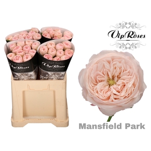 R KL MANSFIELD PARK x40 588