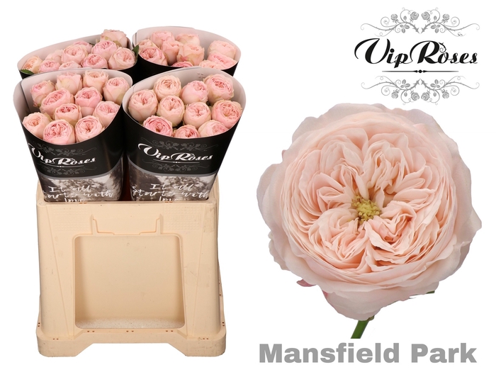 <h4>R KL MANSFIELD PARK x40 577</h4>