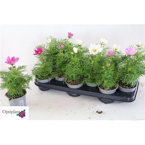 Cosmos Gemengd