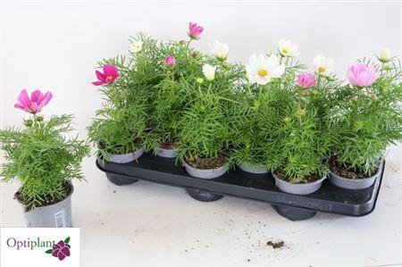 Cosmos Gemengd
