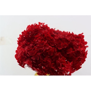 Pres Hydrangea Red Bunch