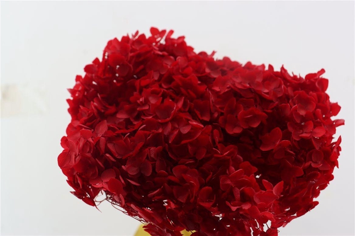 Pres Hydrangea Red Bunch