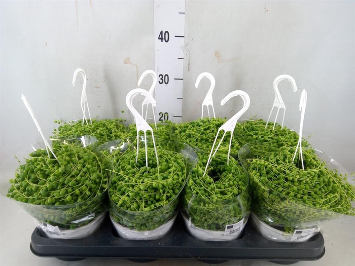 <h4>Senecio rowleyanus</h4>