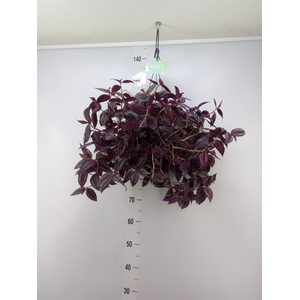 Tradescantia   ...