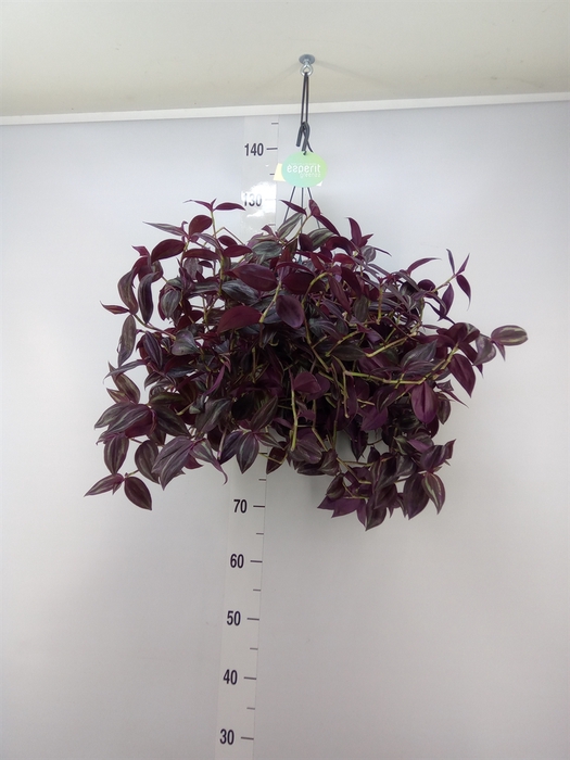 <h4>Tradescantia   ...</h4>