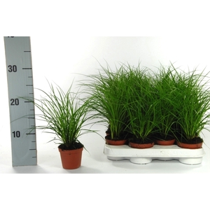 Carex brunnea (green) p8