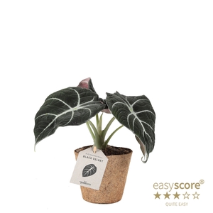 ALOCASIA REGINULA P11 BLAC VELV COC