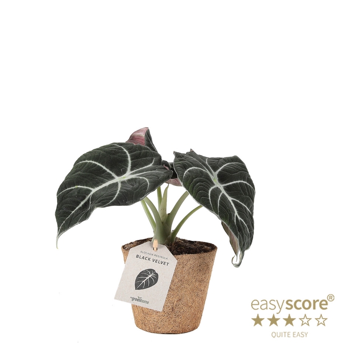 <h4>ALOCASIA REGINULA P11 BLAC VELV COC</h4>