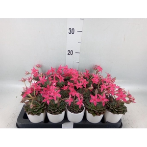 Graptopetalum tacitus