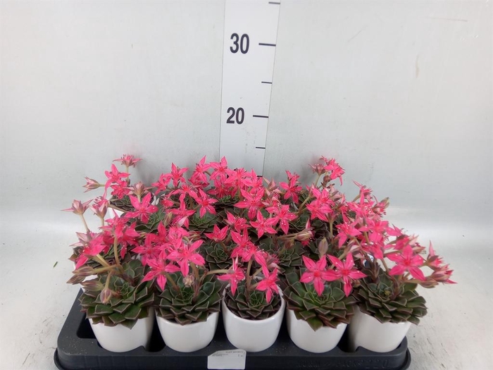 <h4>Graptopetalum tacitus</h4>
