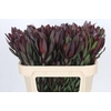 Leucadendron Saf Sunset Dark R.
