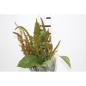 AMARANTHUS DOURADO 070 CM