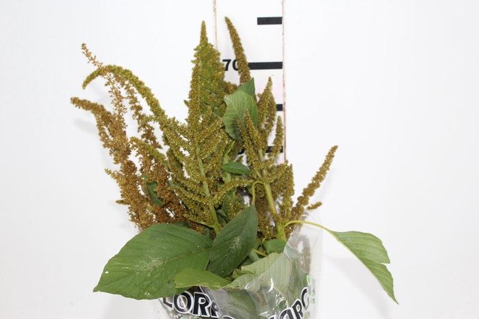 AMARANTHUS DOURADO 070 CM