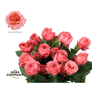 Rosa Ec Garden Pink Xpression