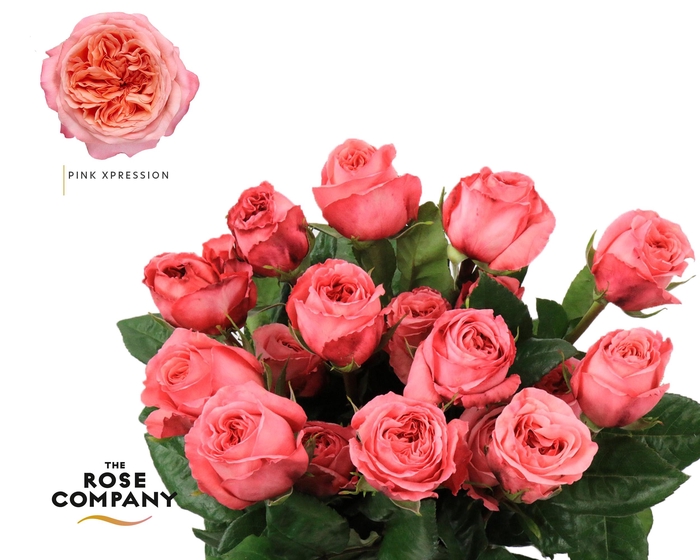 <h4>Rosa Ec Garden Pink Xpression</h4>
