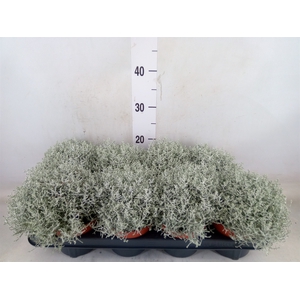 Leucophyta brownii 'Whimsy Silv'