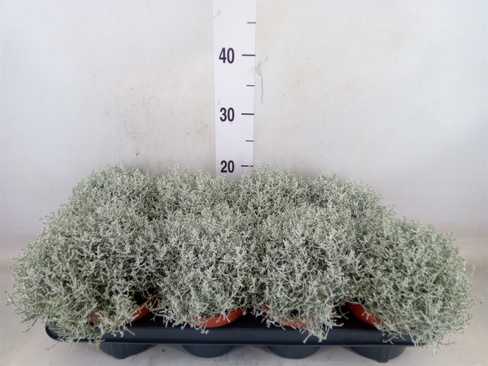<h4>Leucophyta brownii 'Whimsy Silv'</h4>