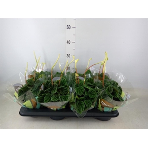 Peperomia caperata 'Lilian'