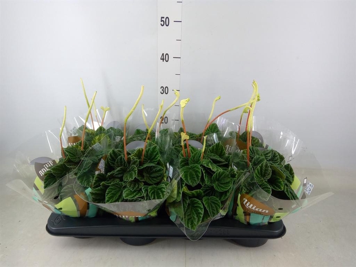 <h4>Peperomia caperata 'Lilian'</h4>