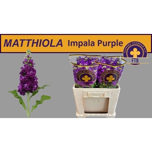 MATTH IMPALA PURPLE