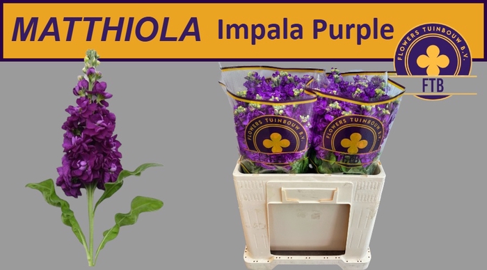 <h4>MATTH IMPALA PURPLE</h4>