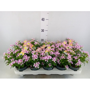 Catharanthus ros. 'Soiree Hot Pink'
