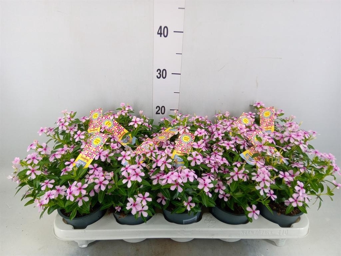 <h4>Catharanthus ros. 'Soiree Hot Pink'</h4>