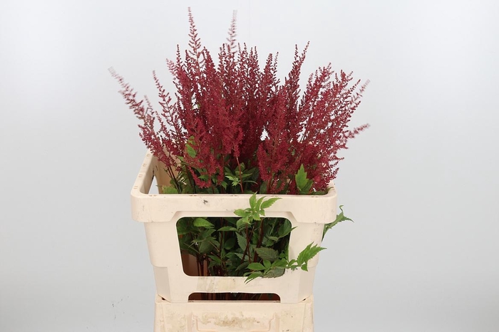 <h4>Astil Ar Else Schluc</h4>