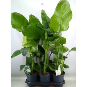 Strelitzia nicolai