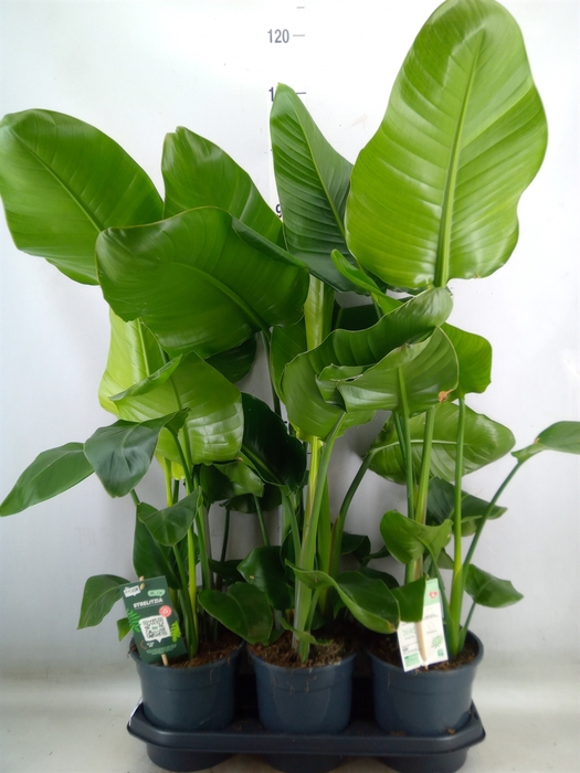 <h4>Strelitzia nicolai</h4>