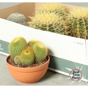 CACTUS OV