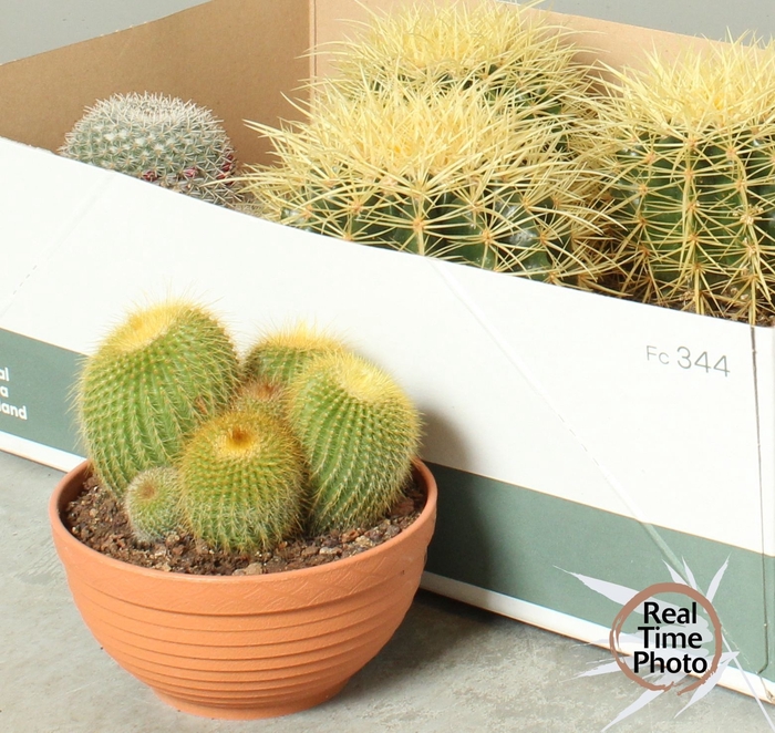 <h4>CACTUS OV</h4>