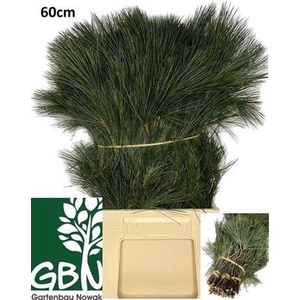 Pinus Strobus