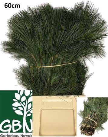 <h4>Pinus Strobus</h4>