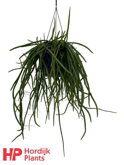 <h4>Rhipsalis   ...</h4>