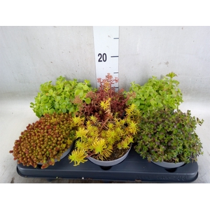 Sedum   ...
