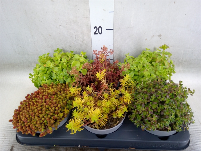 <h4>Sedum   ...</h4>