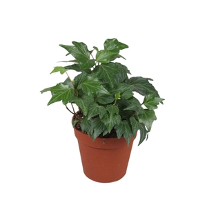 Hedera helix Green Ripple