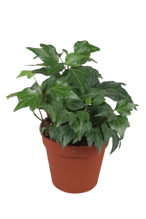 <h4>Hedera helix Green Ripple</h4>