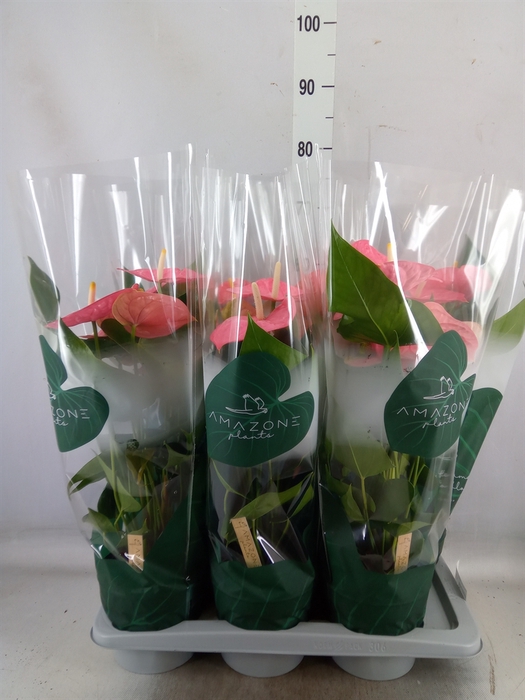 <h4>Anthurium andr. 'Colorado'</h4>