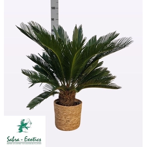 CYCAS REVOLUTA