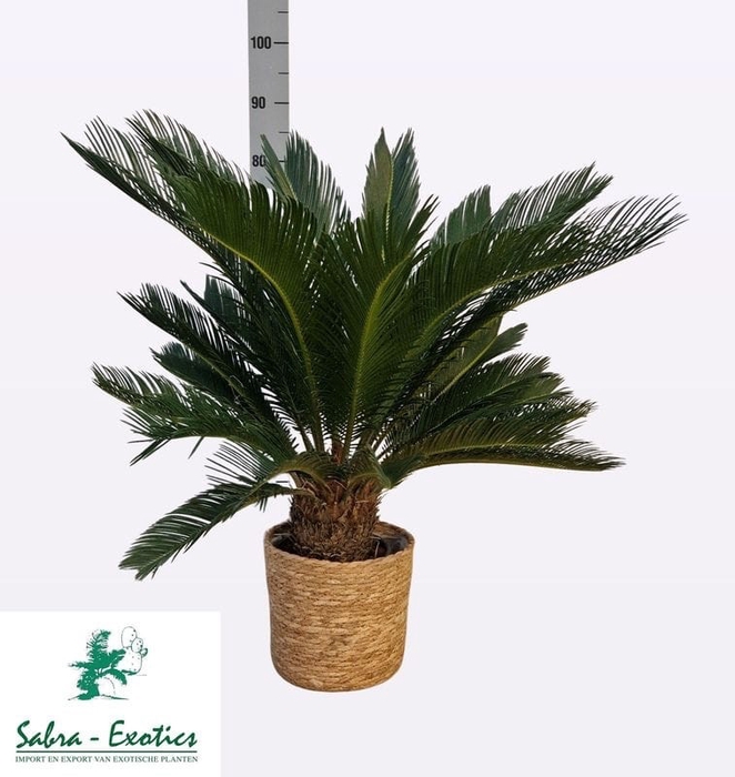 <h4>CYCAS REVOLUTA</h4>