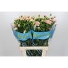 Ranunculus Butterfly Ariadne
