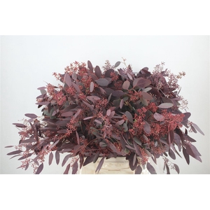 Euca Populus Berry 300gr Abs Red P Bunch