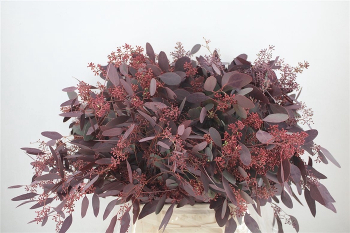 <h4>Euca Populus Berry 300gr Abs Red P Bunch</h4>