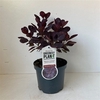 Cotinus cog. 'Royal Purple'