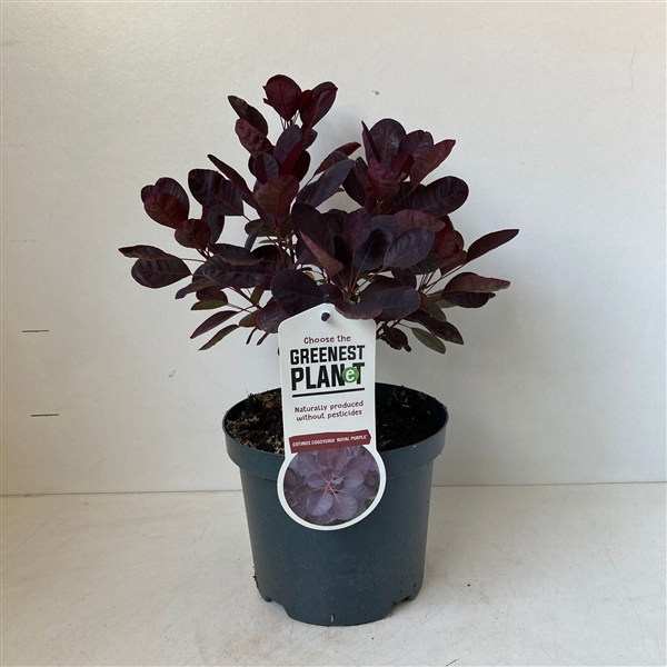 Cotinus cog. 'Royal Purple'
