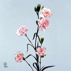 11697: Outdoor spring arrangement