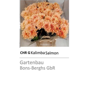 CHR G KALIMBA SALMON
